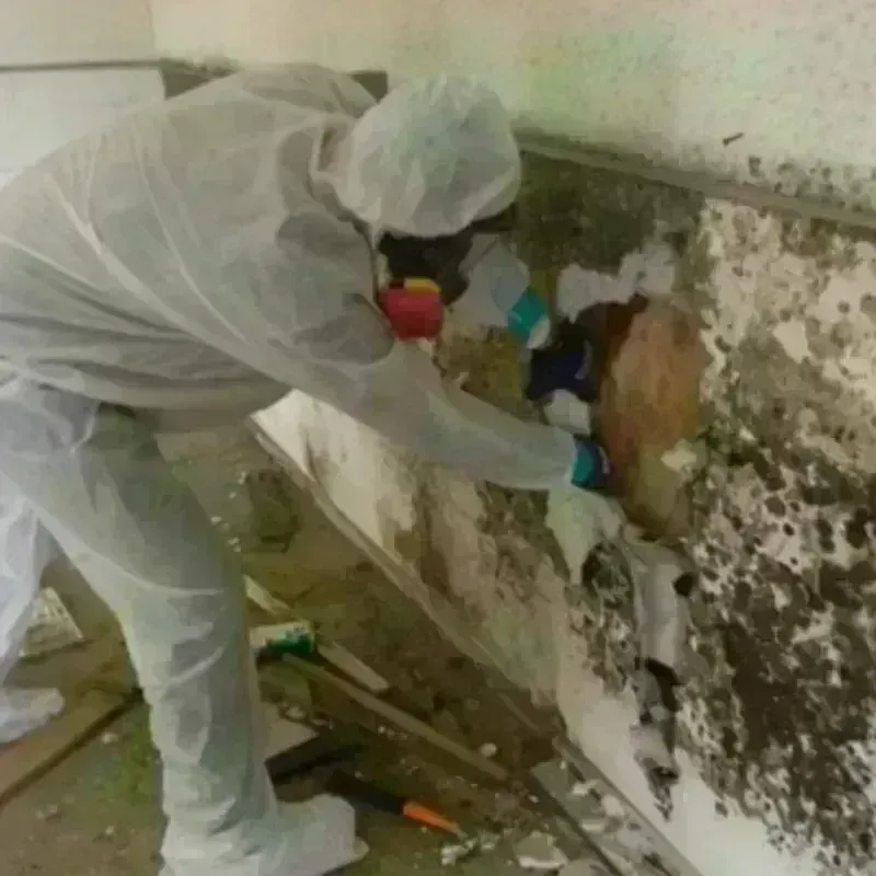 Mold Remediation and Removal in Bourg, LA